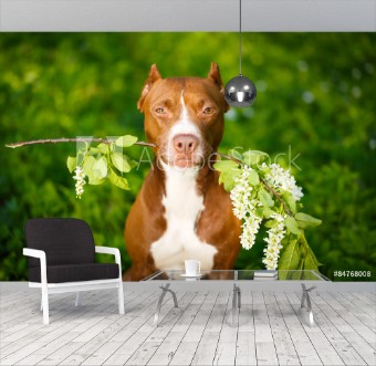 Picture of American Pit Bull Terrier